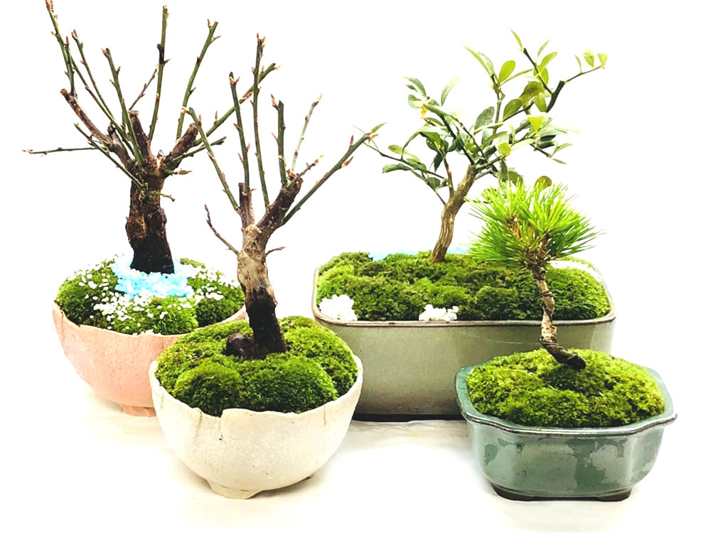 盆栽をもっと身近に～盆栽体験/鉢マニア - じゃらん遊び体験