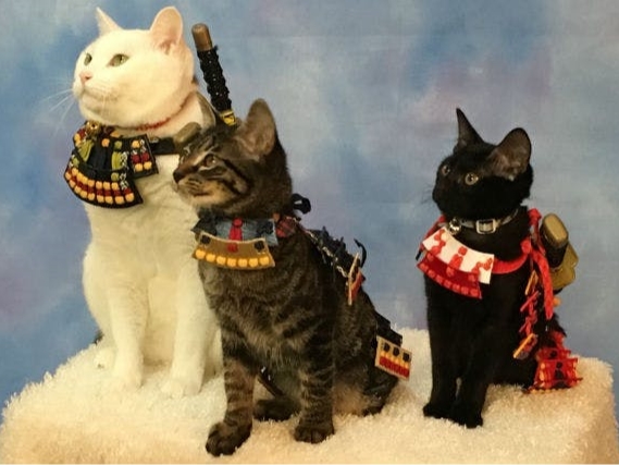 にゃんこ武将と記念撮影♪】甲冑を着せたにゃんこ武将にメロメロ