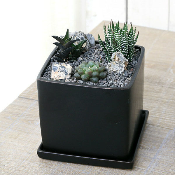 観葉植物）おまかせハオルチア 自生地風レイアウト 陶器鉢植え マット