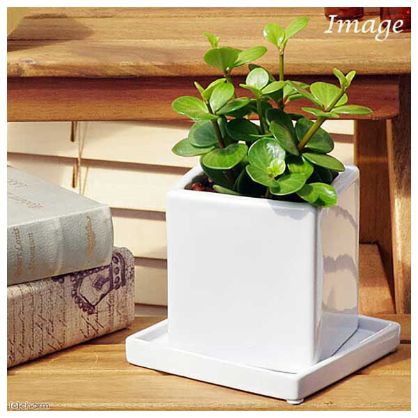 チャーム （観葉植物）ペペロミア ホープ 陶器鉢植え ダイスM白（1個