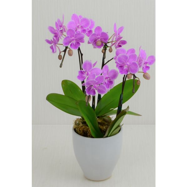 生花】リーフ 胡蝶蘭カララ4本立ち【グリーンラッピング済み】 観葉