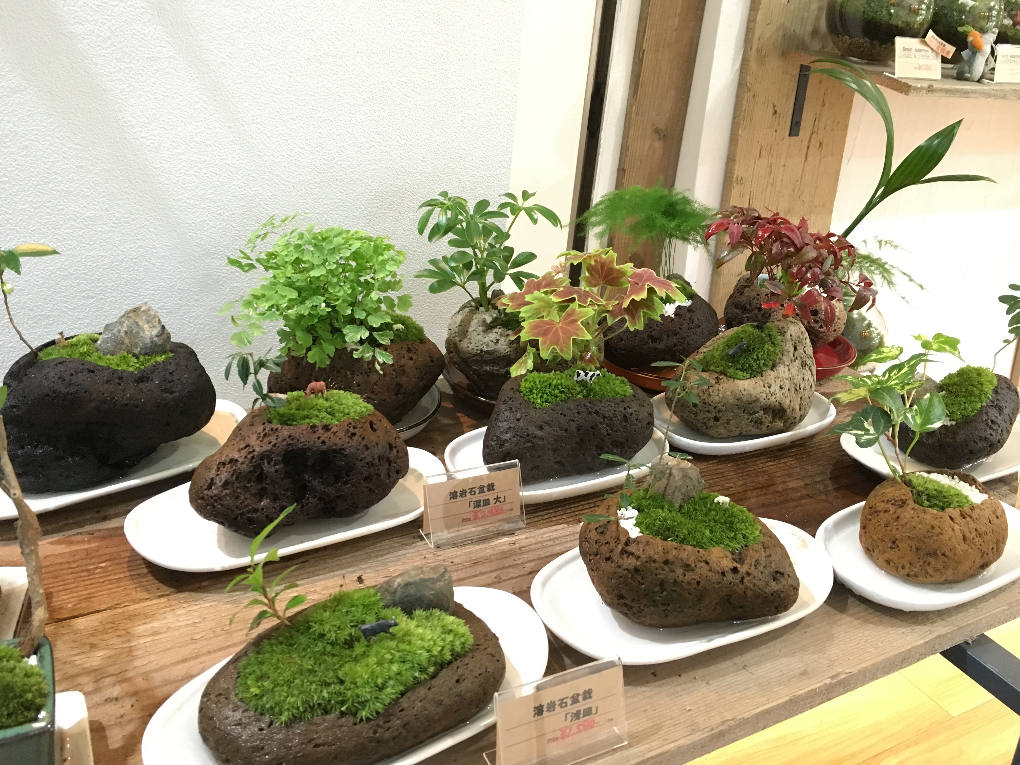 新作出来ました♪ - moss-connect / 苔 / 苔テラリウム教室 / 苔