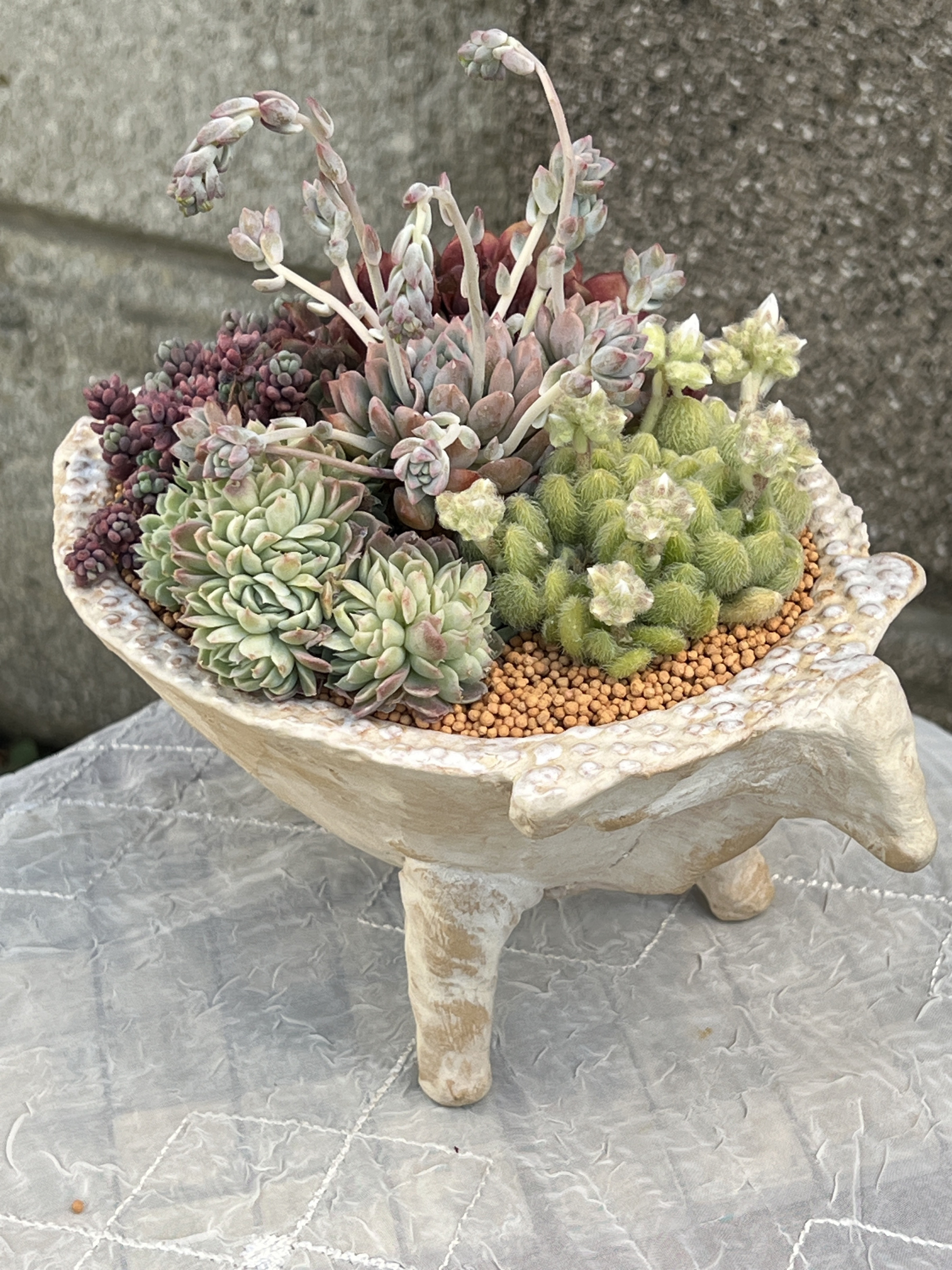 多肉植物の欲しがる植木鉢