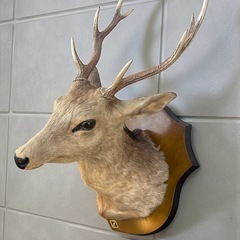 ハンティングトロフィーの中古が安い！激安で譲ります・無料であげます