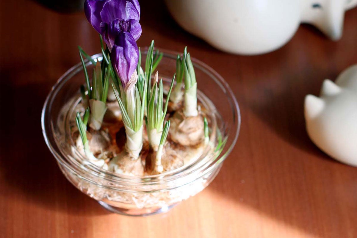 販売終了】Old English フラワーボウル