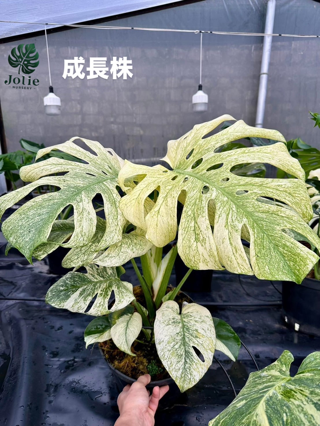 徹底比較】モンステラ・ミントとホワイトモンスターの違いとは