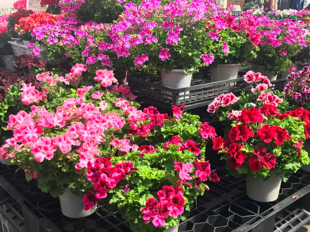 ゼラニウムの種類図鑑｜珍しい品種や人気品種一覧を写真でご紹介