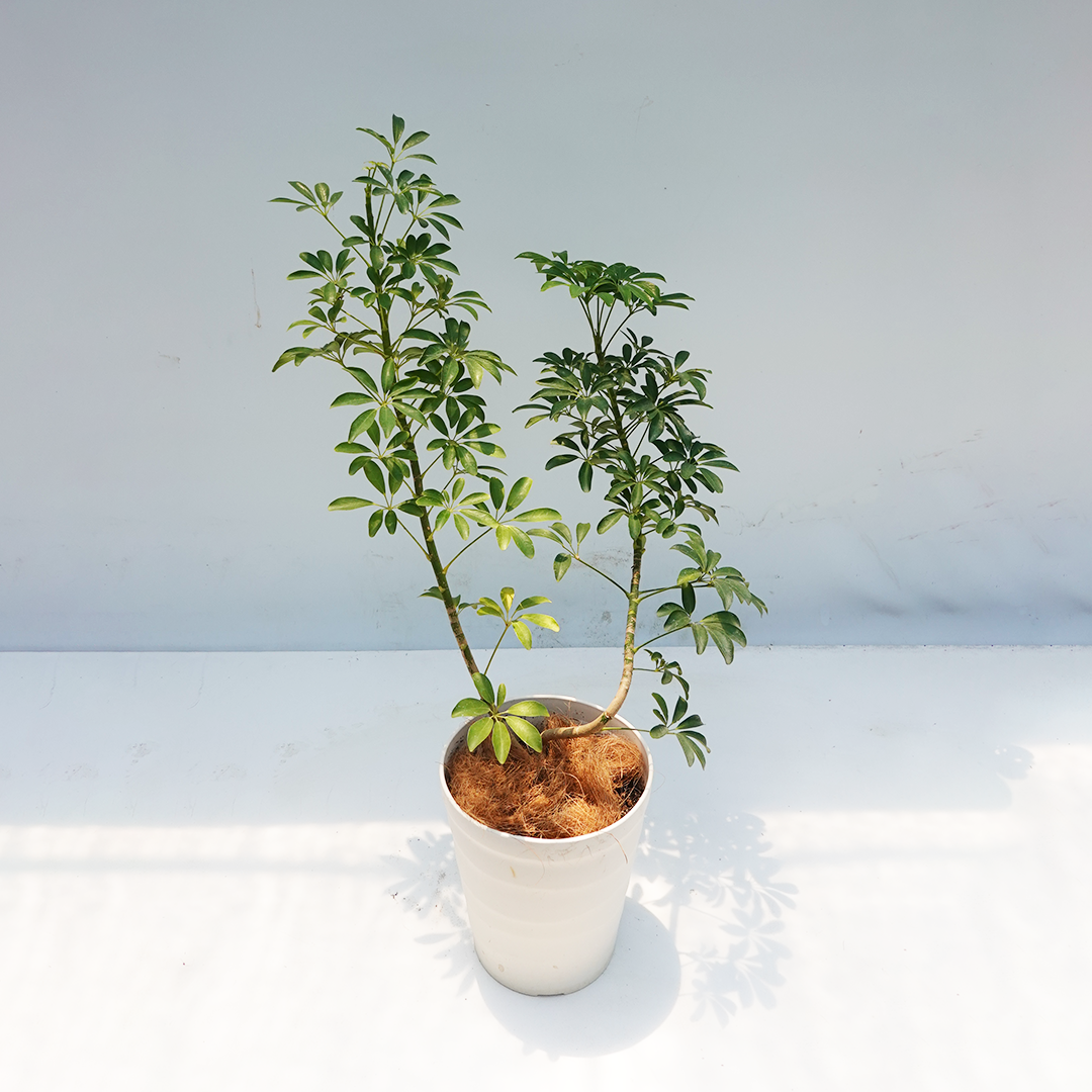 一点物】カポック(シェフレラ) 7号 沖縄の観葉植物 高さ約80~90cm No