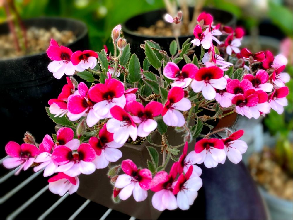 ゼラニウムの種類図鑑｜珍しい品種や人気品種一覧を写真でご紹介