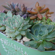 予約商品：10/7以降発送】カラフル多肉植物 3.5号 ケース売り 15苗