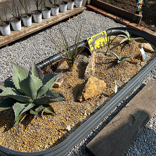 アガベ ドライガーデンのおしゃれなアレンジ・飾り方のインテリア実例