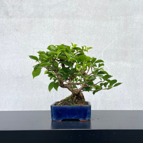 台湾 ミニ盆栽 - ブーゲンビリア 盆景 ギフト rustic-charm-bonsai