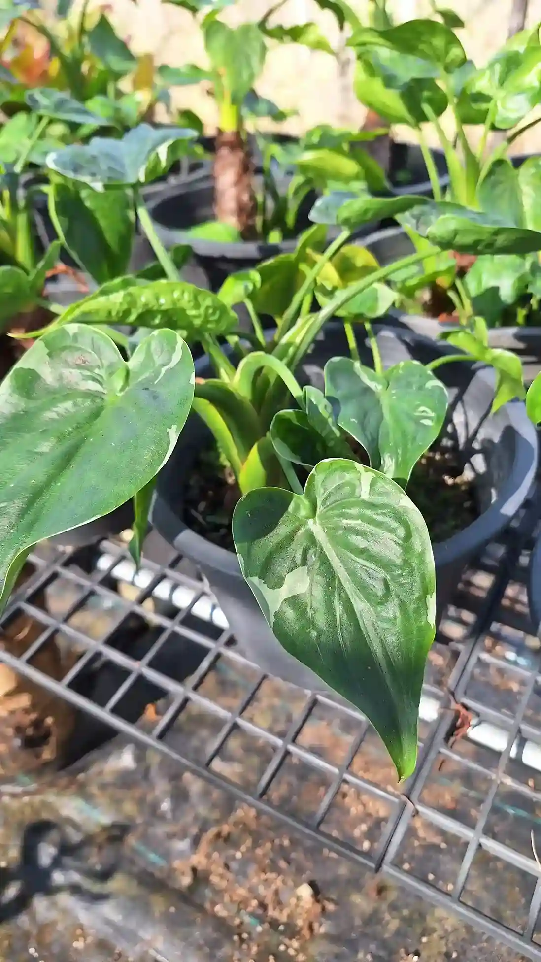 Alocasia cucullata white variegated アロカシア ククラータ 斑入り