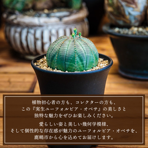 鹿嶋市産 実生ユーフォルビアオベサ（KDR-001） | 茨城県鹿嶋市