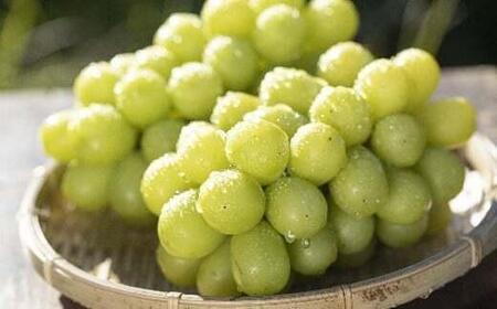 2026年先行予約】 シャインマスカット 約1.8kg ≪2026年9月下旬～順次