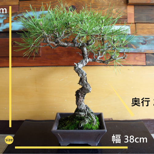 盆栽 『黒松』 和風 インテリア おしゃれ 雑貨 オブジェ 園芸 観葉植物