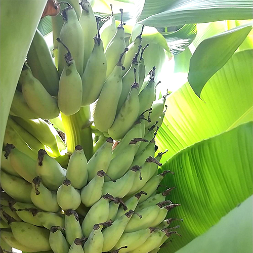 バナナの苗販売｜知多ばなな｜知多半島で育った国産バナナ