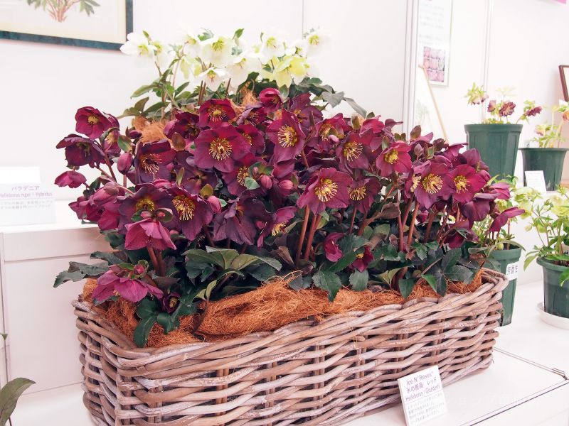 クリスマスローズの鉢植え,童仙房ナーセリー＆ガーデンのクリスマス