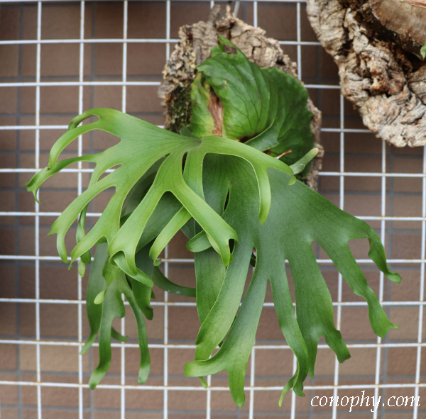 ビカクシダ・コロナリウム・フィリピネス・ドワーフ〔Platycerium