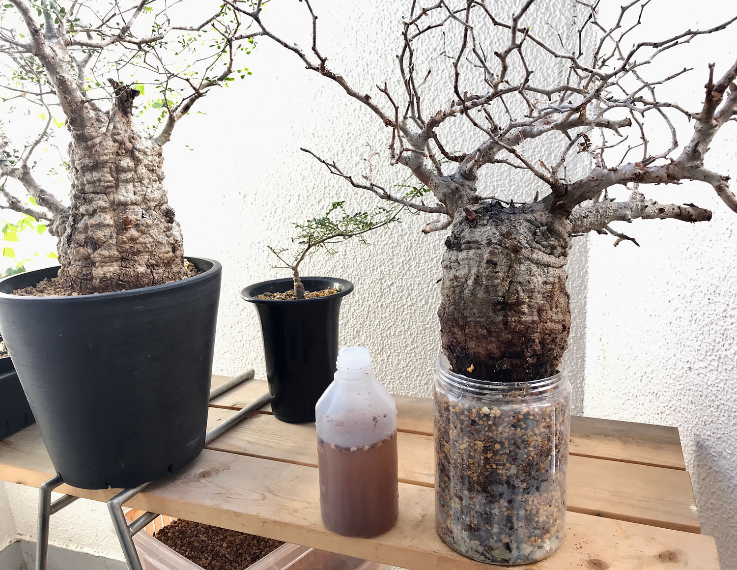 SERIES3】オペルクリカリア・パキプス現地球の発根管理日記