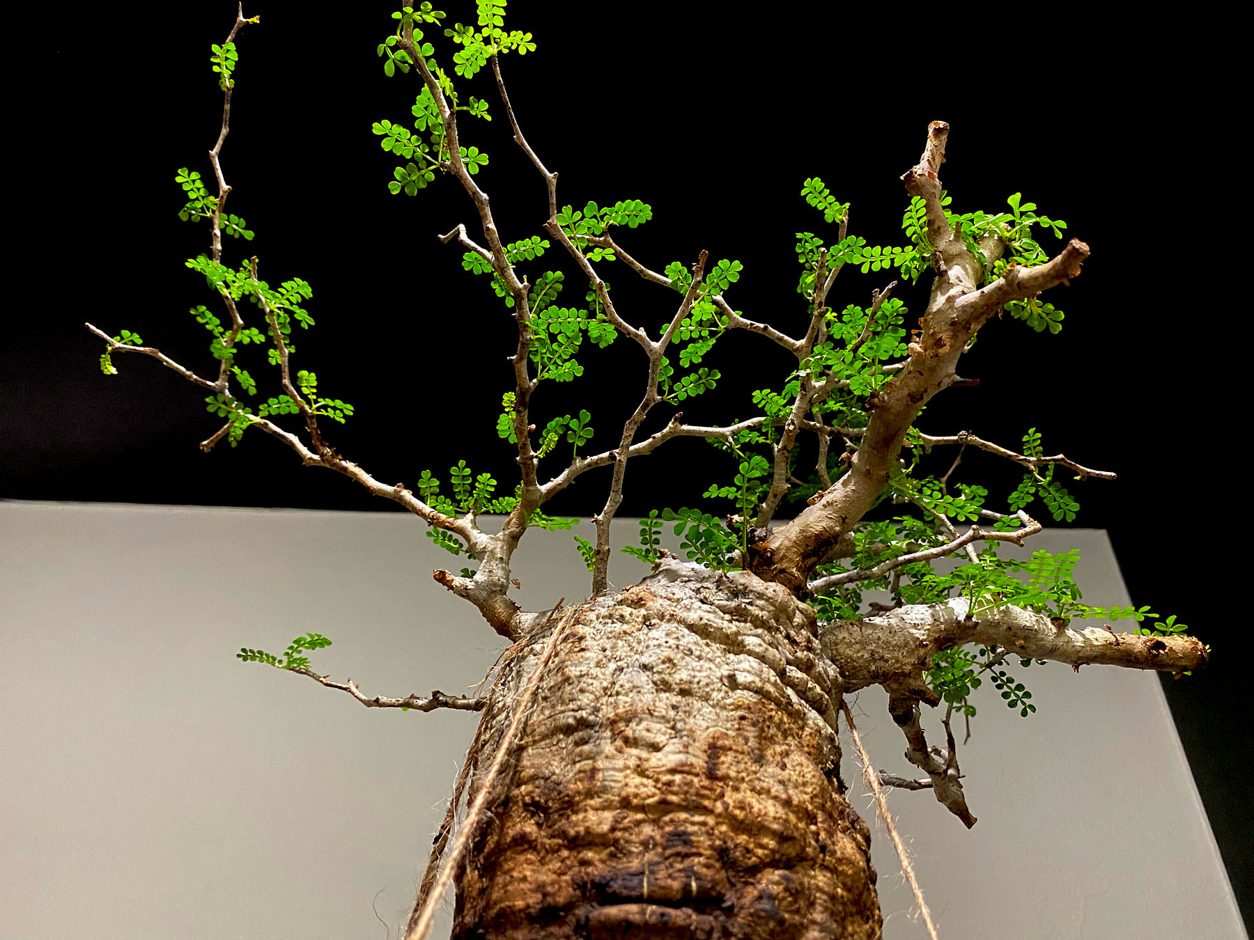 SERIES3】オペルクリカリア・パキプス現地球の発根管理日記