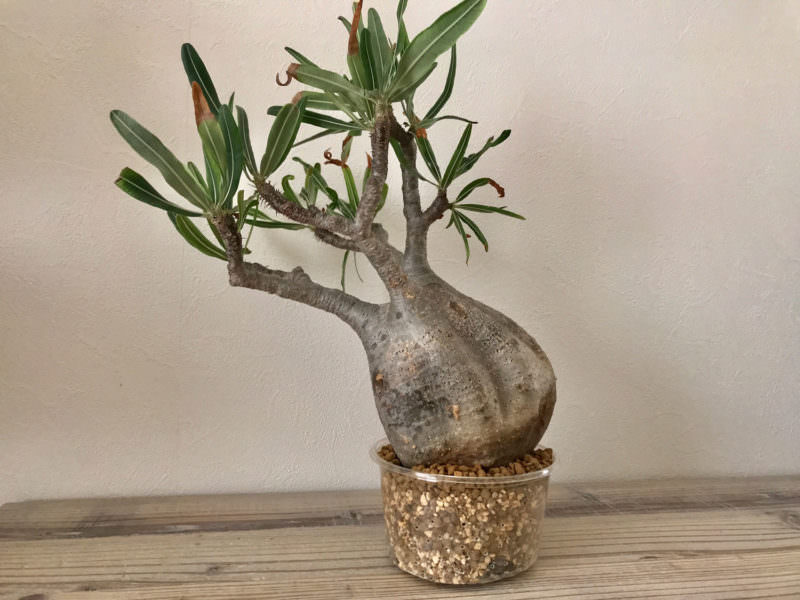 検証〜結果】ゲッソリ凹んだ現地球パキポディウム・グラキリスの復活を