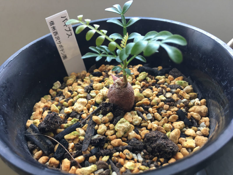 オペルクリカリア・パキプス現地実生苗／育成1年目の経過報告