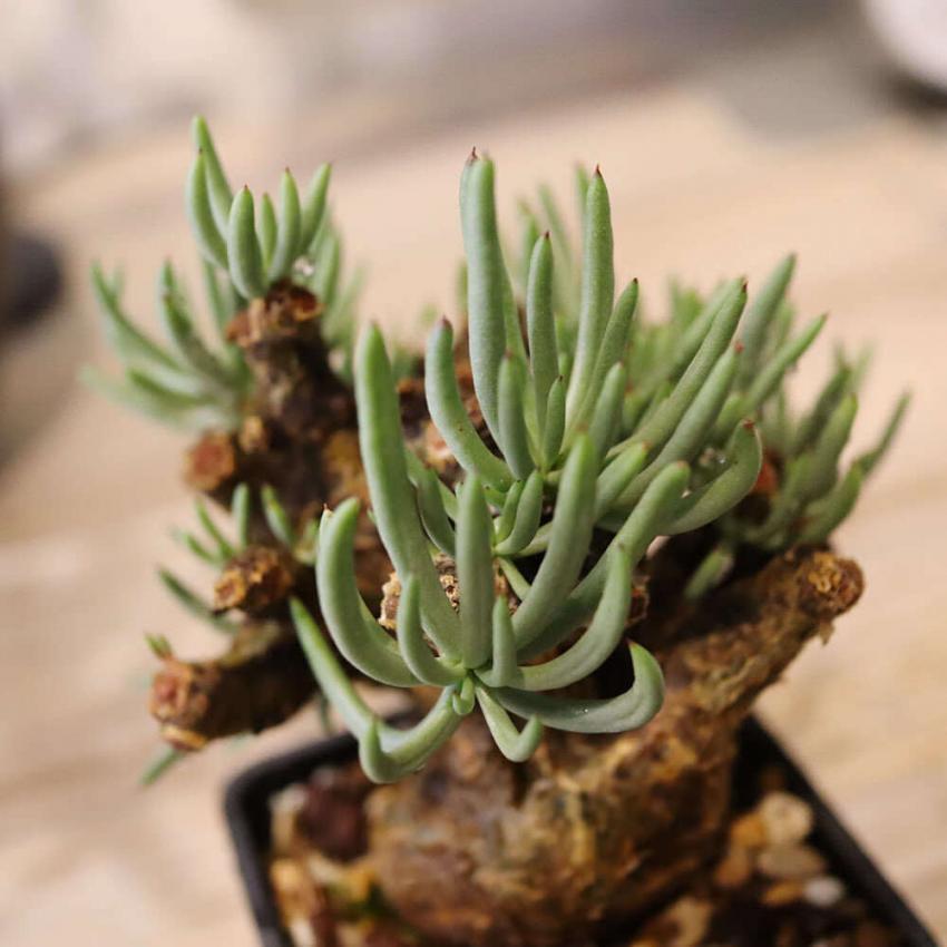 75日目】チレコドン・ペアルソニー Tylecodon pearsonii 現地株の発根管理