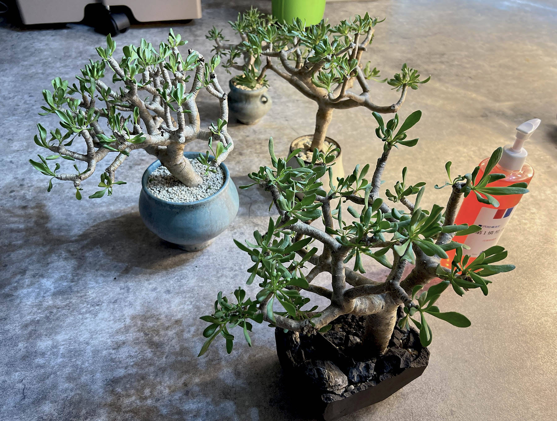 オトンナ・フルカタ