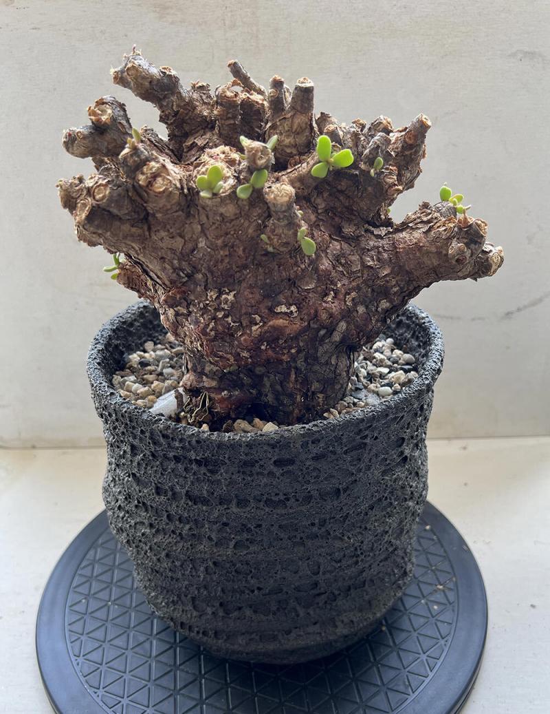 40日目】大株のケラリア・ピグマエア Ceraria pygmaea 発根管理日記