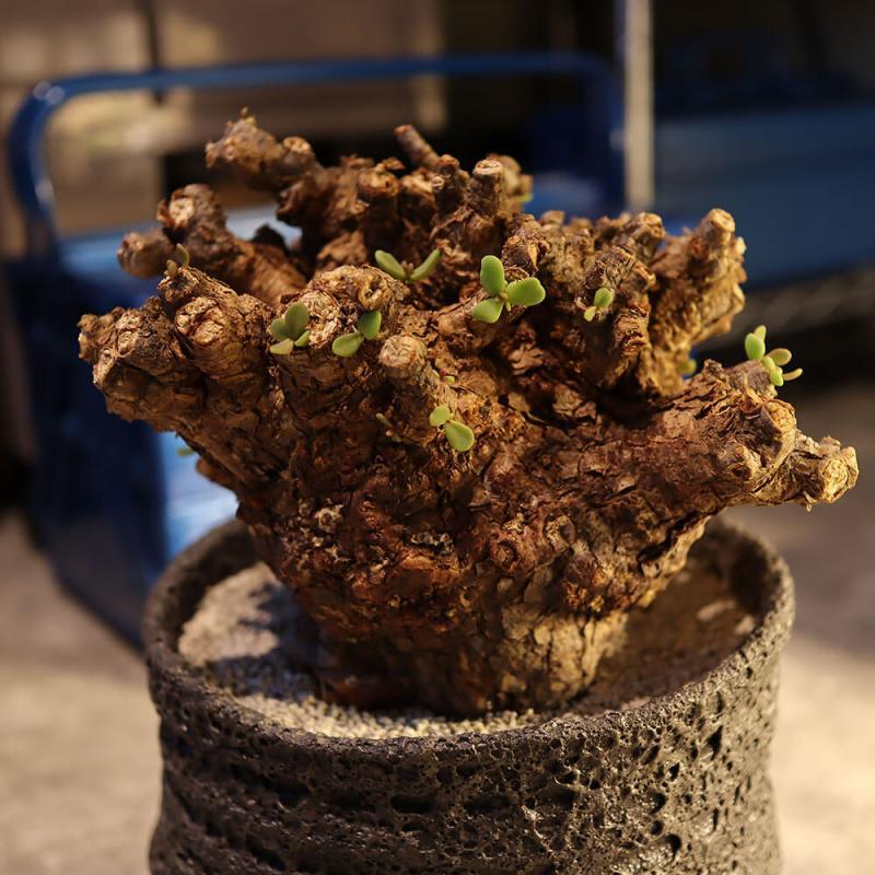 40日目】大株のケラリア・ピグマエア Ceraria pygmaea 発根管理日記