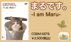 日本コロムビア｜DVD・どスコい座り猫、まる。～養老孟司先生と猫の