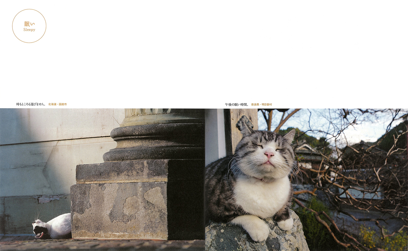 写真集『ねこ』 | 株式会社クレヴィス