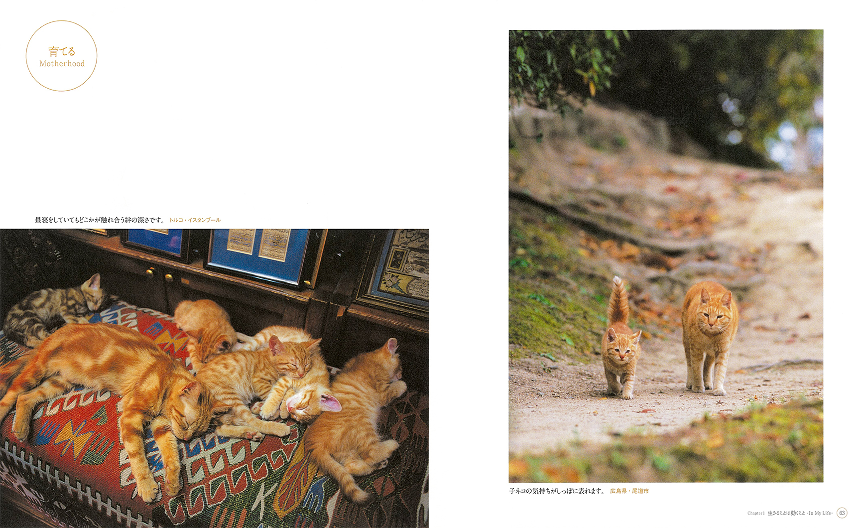 写真集『ねこ』 | 株式会社クレヴィス