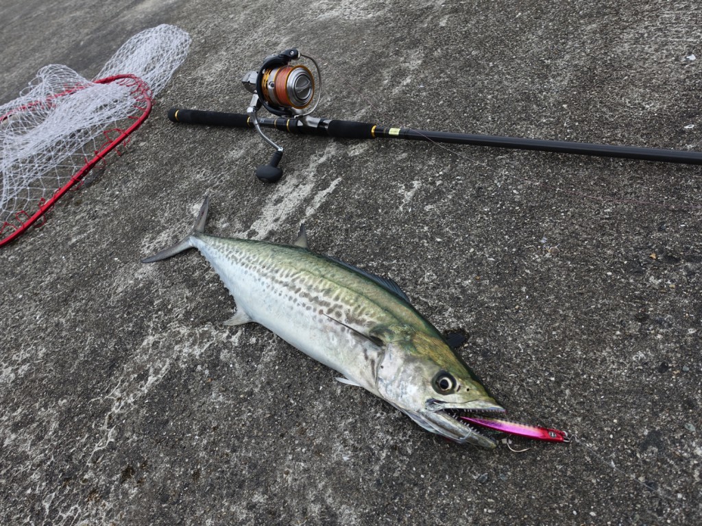 実釣インプレ】DAIWA ラテオ(LATEO)はソルトルアーに便利な超万能