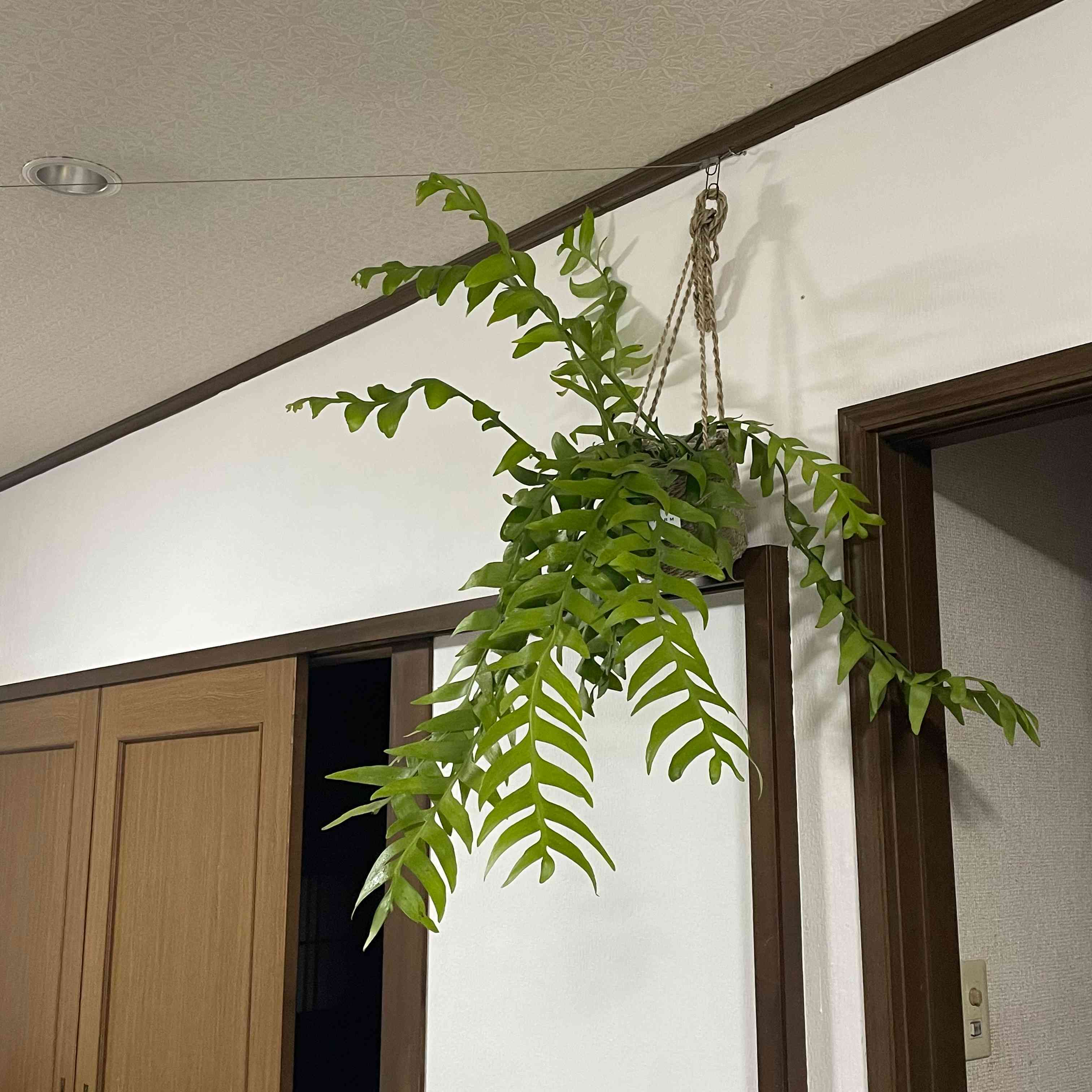 エピフィラム・クリソカルディウム育て方｜🍀GreenSnap（グリーン