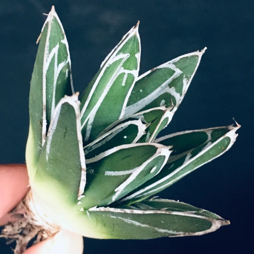 児玉姫笹の雪 アガベ ビクトリア レジーナ Agave victoriae reginae