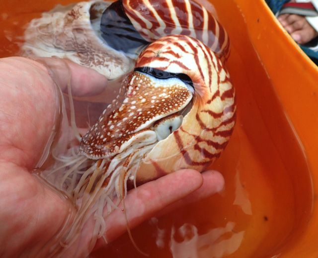 オウムガイの捕まえ方と食べ方 :: デイリーポータルZ