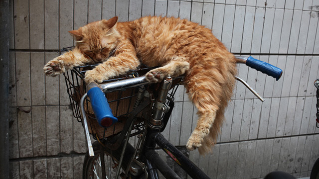 古すぎてかっこいい！骨董自転車とは :: デイリーポータルZ