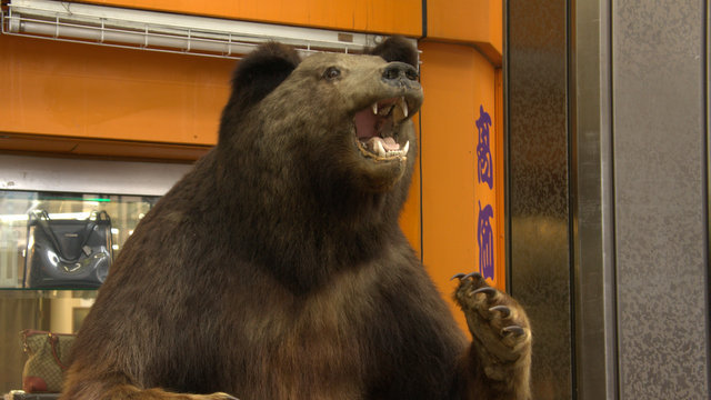 札幌にクマの剥製はいくつあるか :: デイリーポータルZ