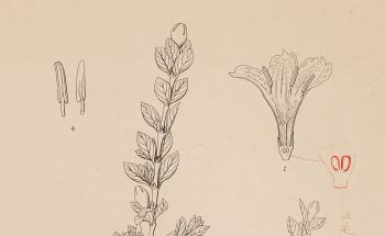 文明開化の科学者・矢田部良吉の生涯 | 矢田部良吉資料/Ryokichi