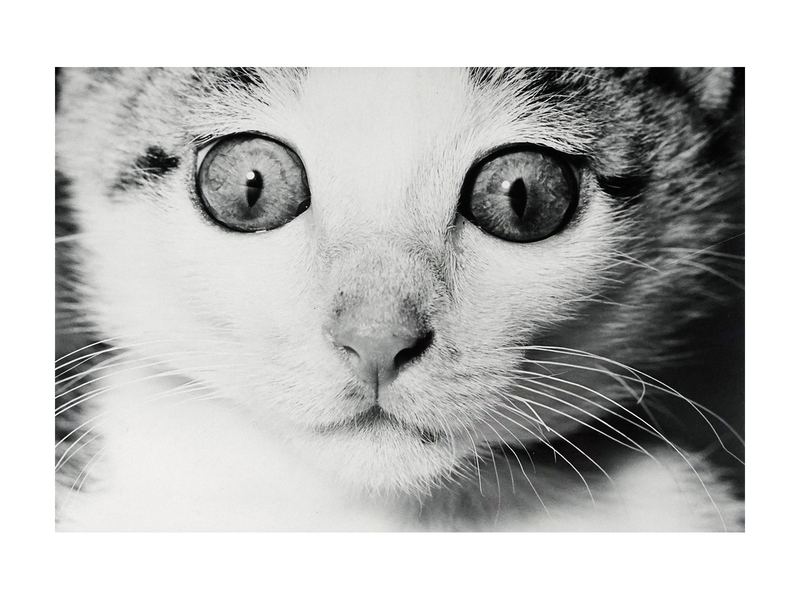 サスケ - 深瀬昌久 | shashasha 写々者 - 写真集とアートブック