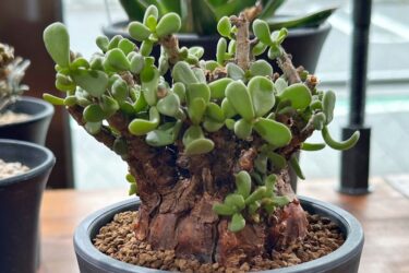 不思議な茎を持つ冬型塊根、モンソニア・ムルチフィダ。 | Dig-it