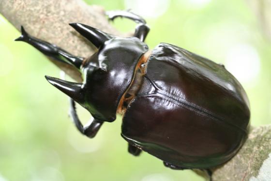 アクティオンゾウカブト(レックスゾウカブト)｜ドルクスダンケ