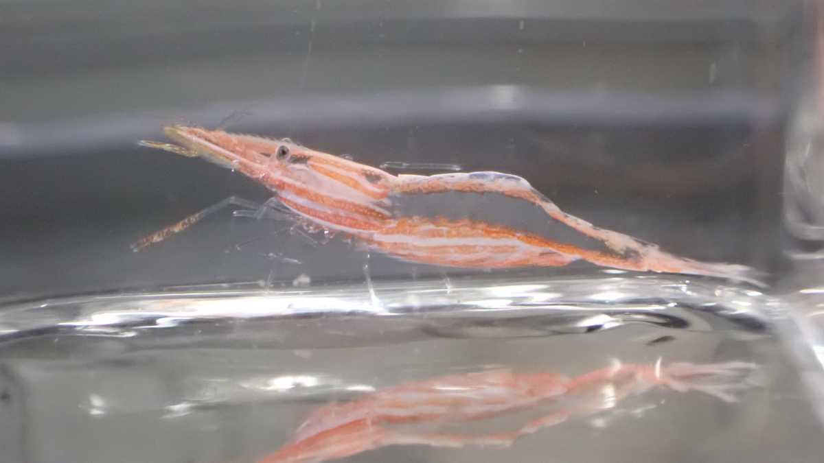 サンシャイン水族館、水中ドローンで新属・新種エビを採集 - ドローン