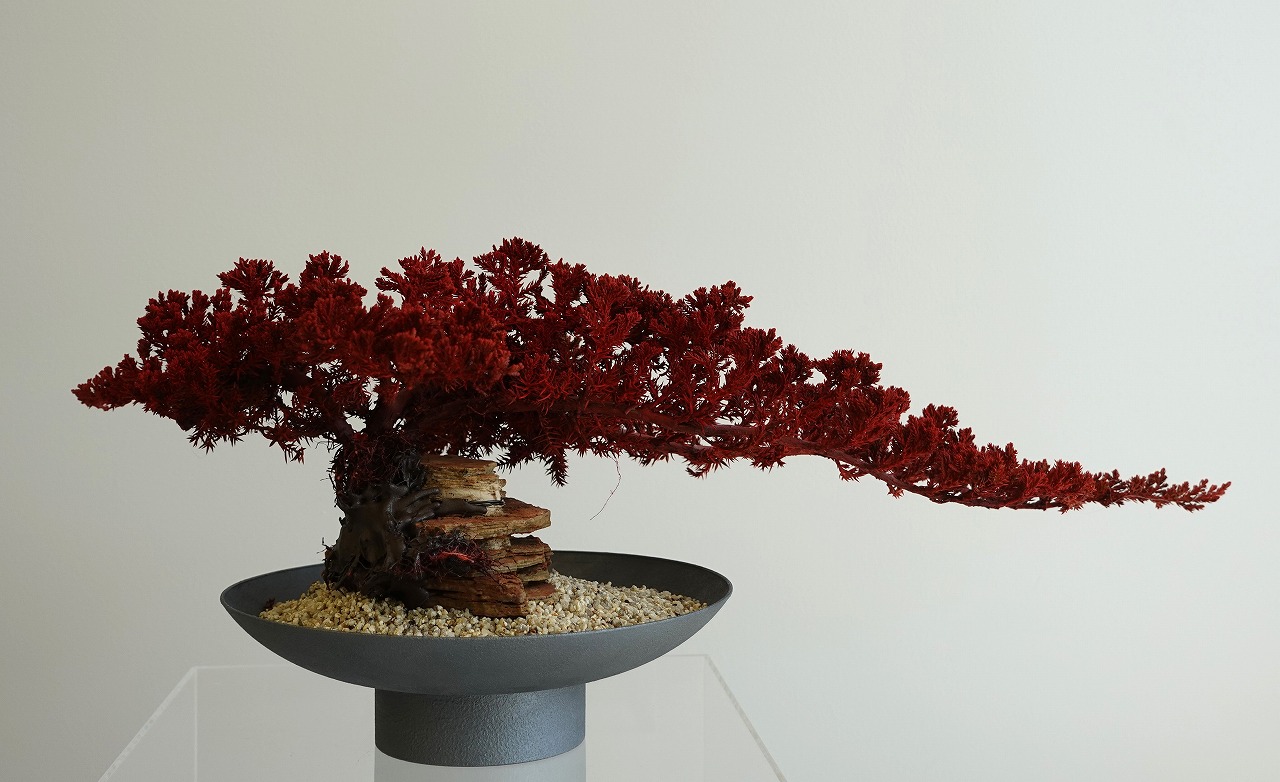ドライ盆栽(R)【赤這性】 DRY BONSAI | DRY BONSAI｜ドライ盆栽｜枯れ盆栽