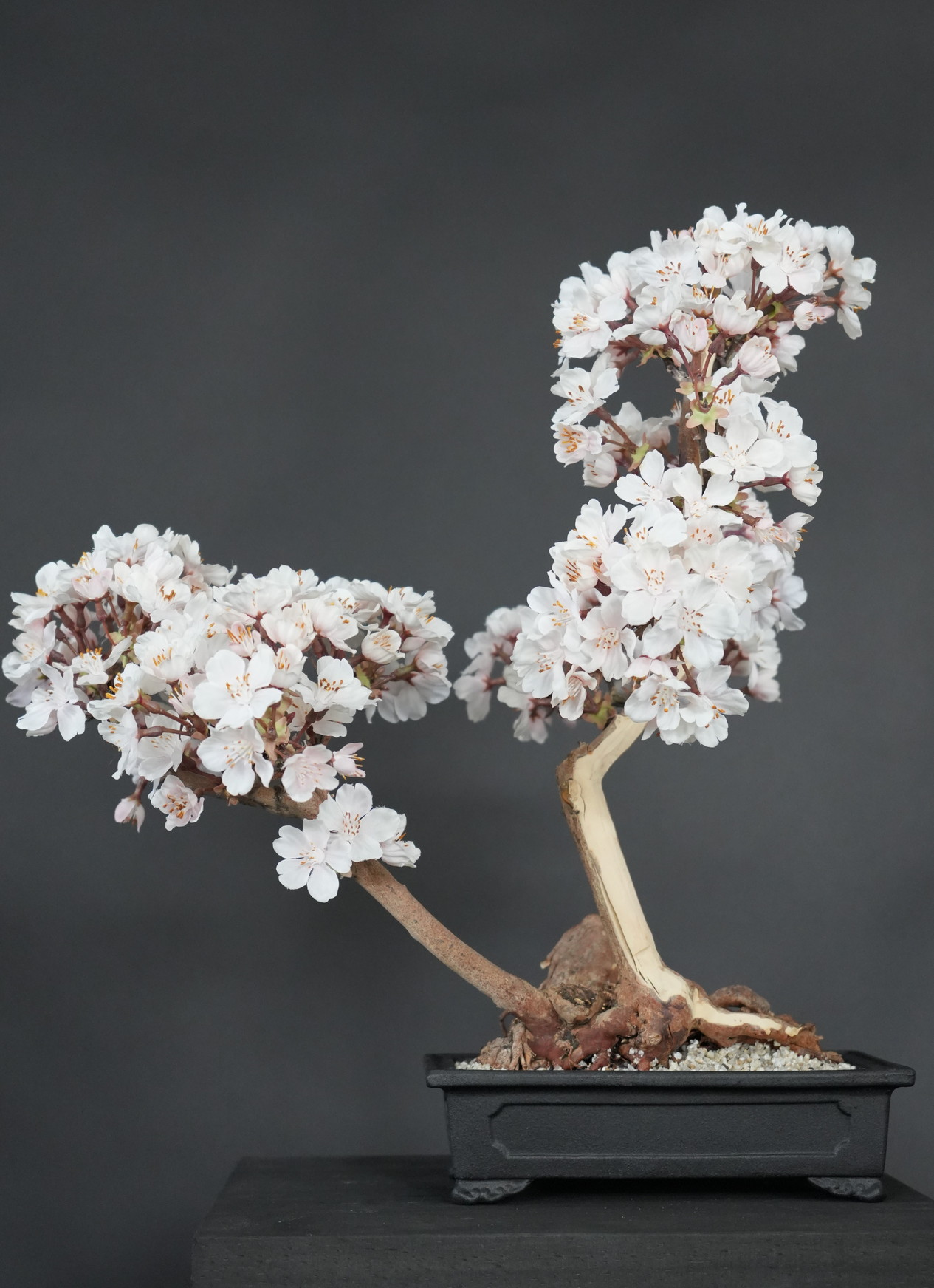 ドライ盆栽®【桜・根上り】 DRY BONSAI® | DRY BONSAI｜ドライ盆栽
