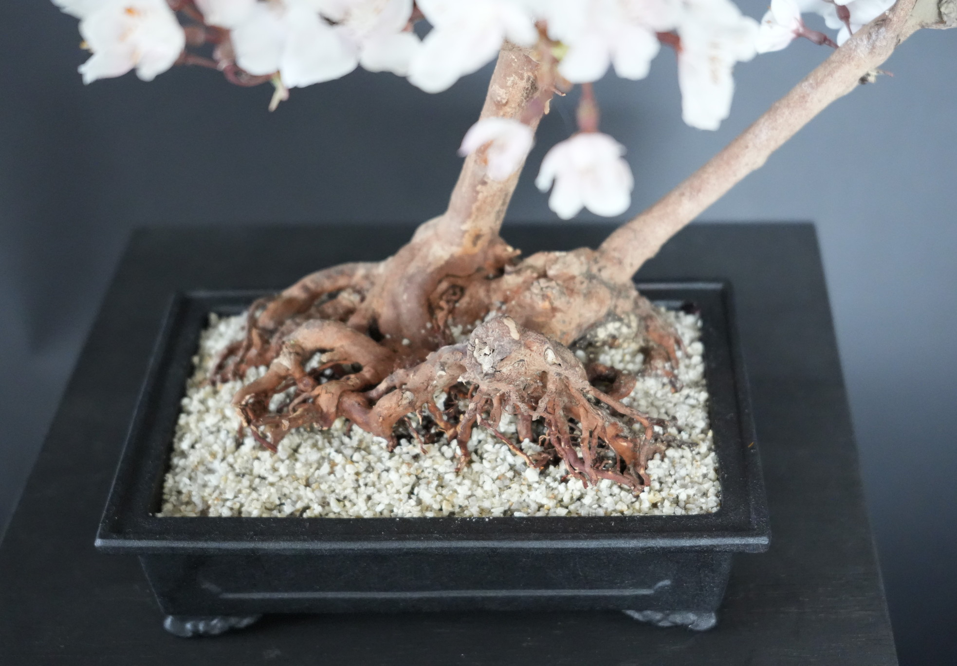 ドライ盆栽®【桜・根上り】 DRY BONSAI® | DRY BONSAI｜ドライ盆栽