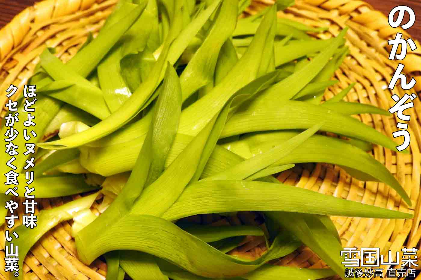 のかんぞう | 商品紹介 | 雪国山菜 [越後妙高 山菜直売店] 公式ストア