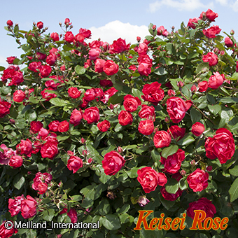 チェリー ボニカ 6号京成オリジナル鉢｜【京成バラ園】バラの通販